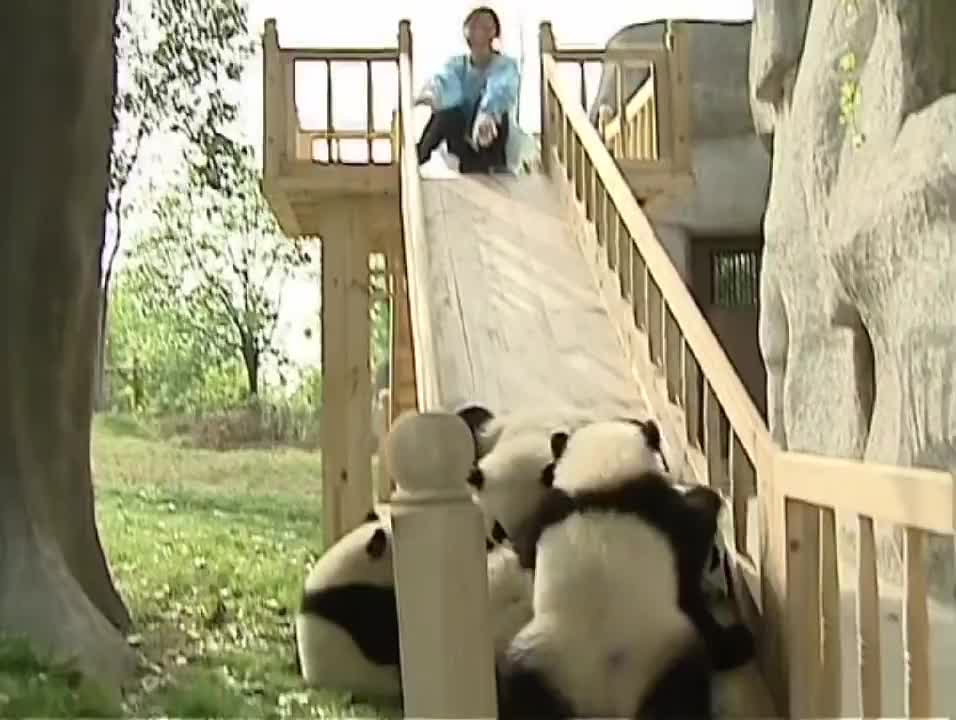 Cute pandas playing on the slide