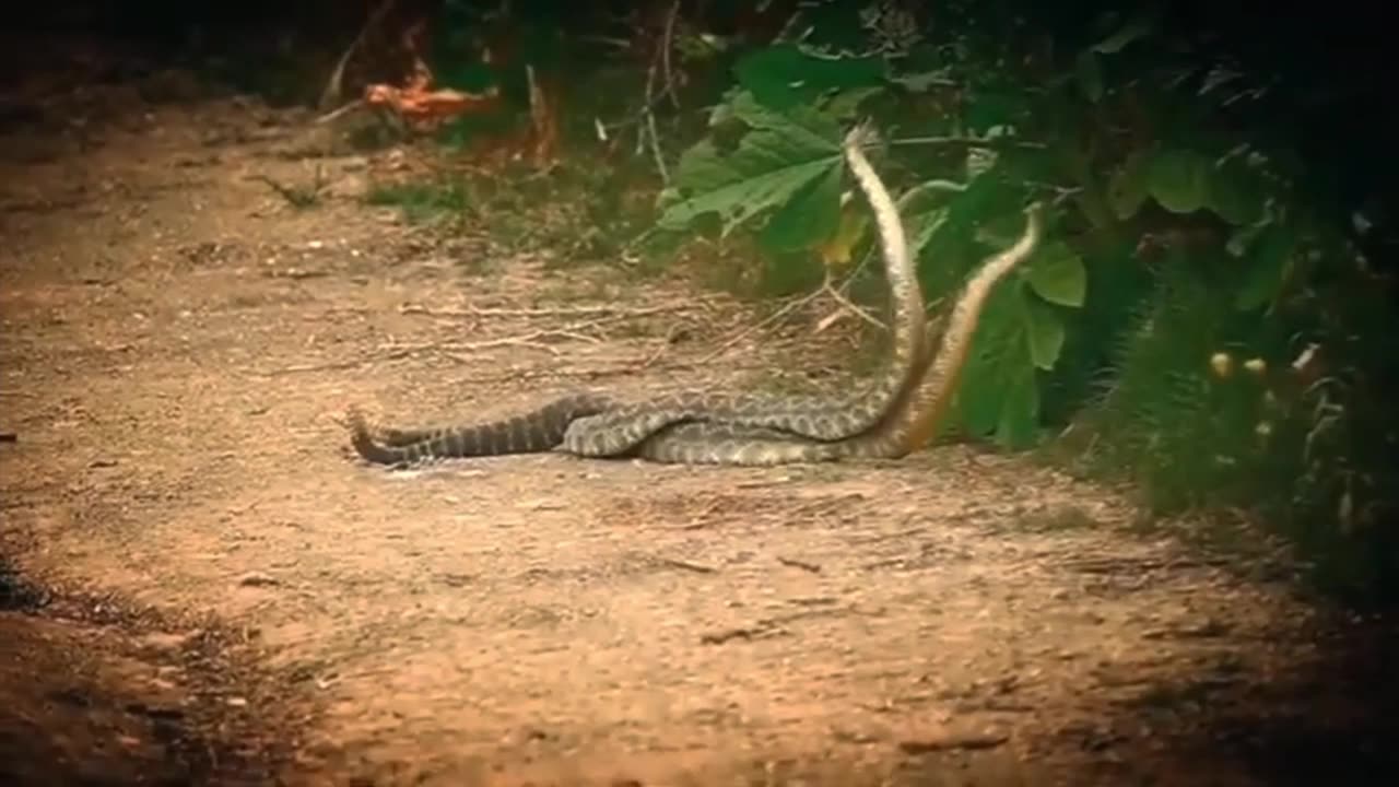 Snakes love 💕