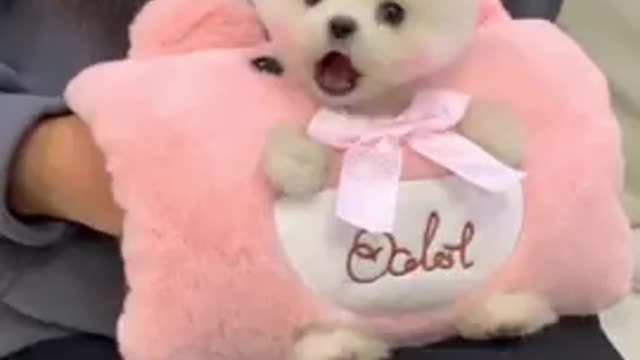 Smart Cute and funny dog video - Funny baby dog video