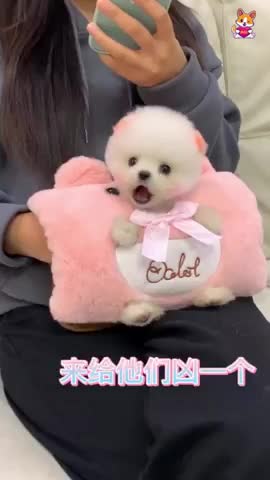 Smart Cute and funny dog video - Funny baby dog video