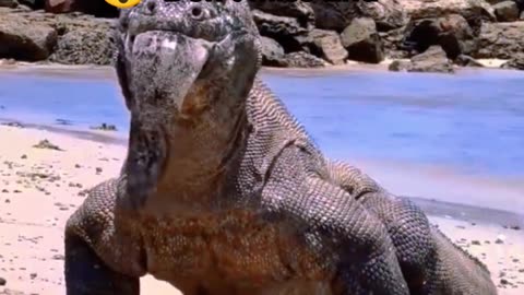 Komodo dragon eats electric eel and flips over | entertainment video