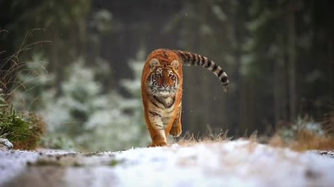 The cute little tiger is also very powerful.