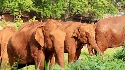 Elephant show