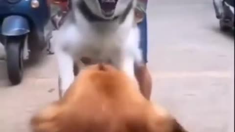 cute dog competition