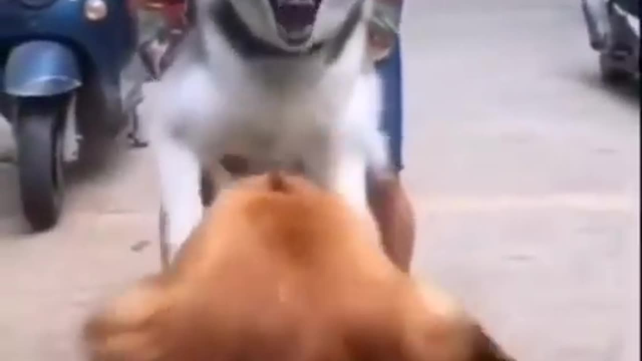 cute dog competition