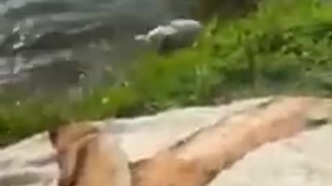Animals funny videos