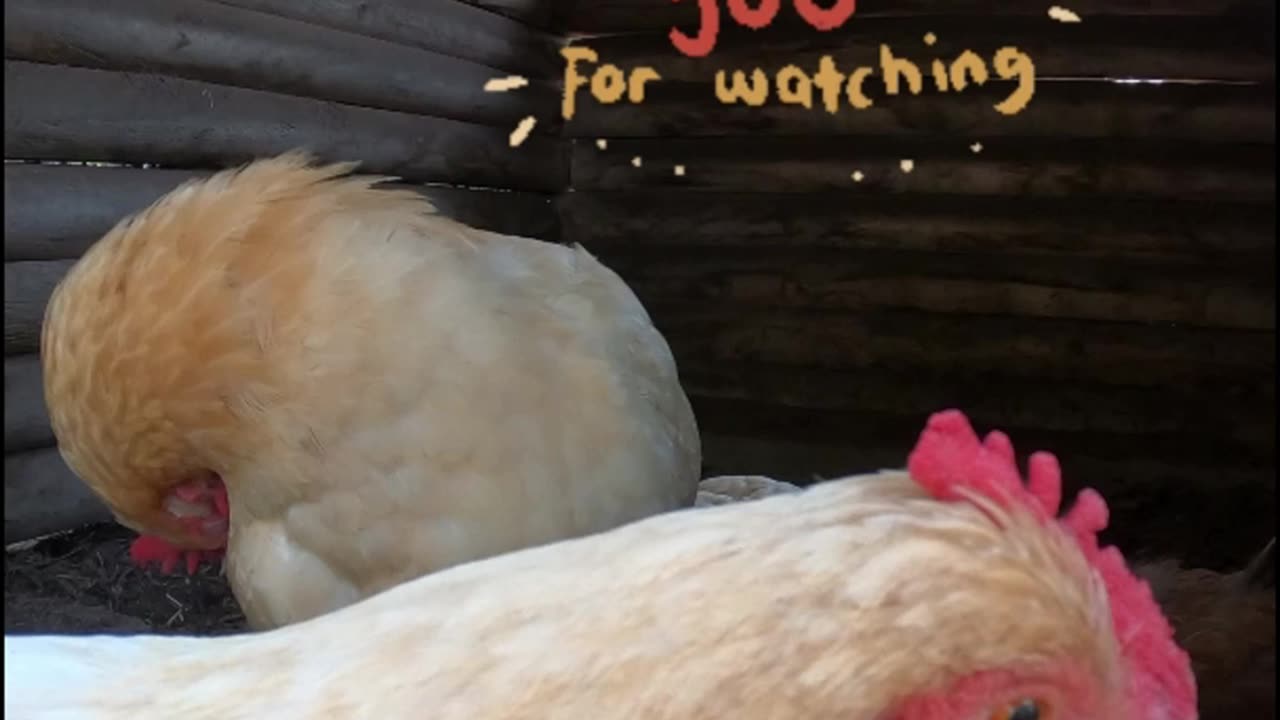 OMC! Chicken Cam Clip Reds and Brownie! 😃😄🐔💖 #chickens #cam #brownie #hens #shorts #backyardchickens