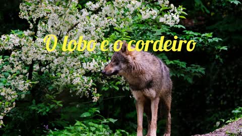 O lobo e o cordeiro