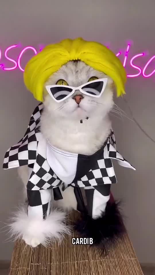 Cats Pretty looks #shorts #cats