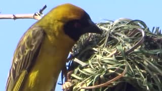 Weaver birds, the little architect