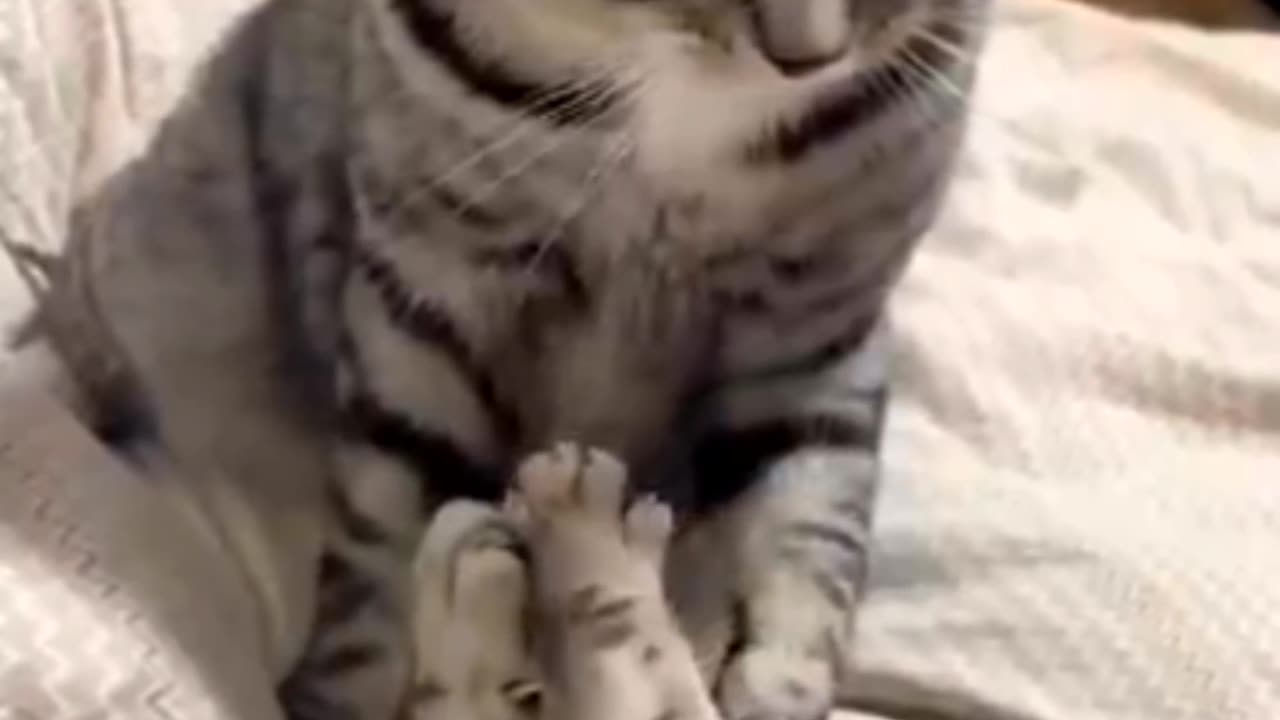 Cute cat funny video 😂😂😂😘😮👑