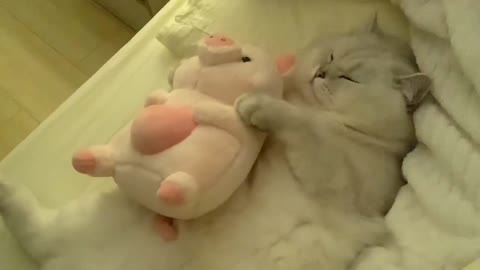 Cat carrying toys to sleep