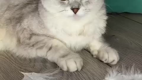 Cute and funny cat video.