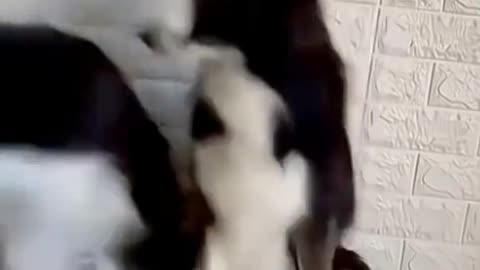 Funny animals 🤣 #animals #animales #funnyanimals #animalesdivertidos #pets #funnyvideos