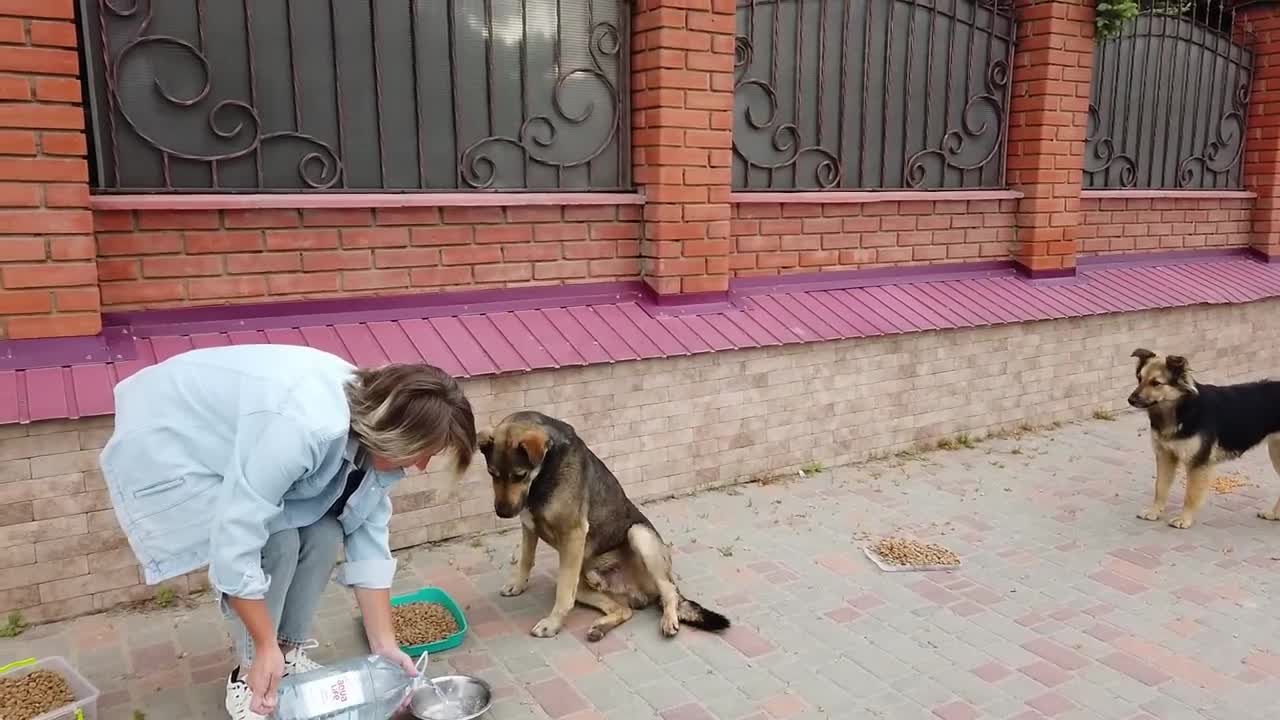 Woman Earns Stray Dog's Trust In the Sweetest Way