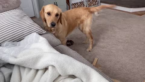 Golden retriever wants to play!