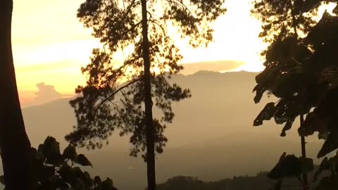 Relaxing forest sound