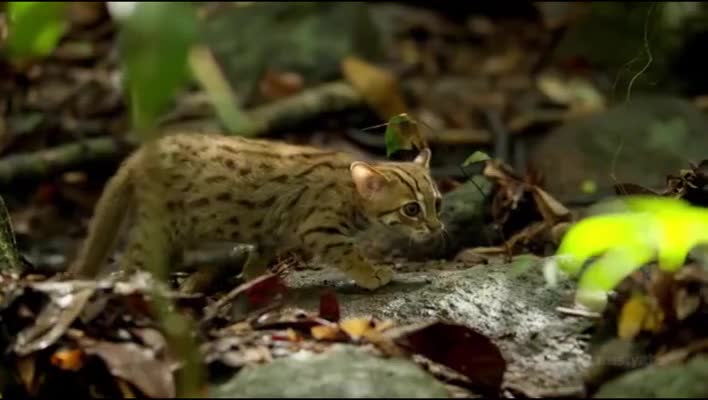 The smallest cat in the world