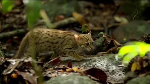 The smallest cat in the world