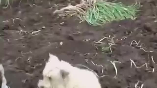 Poor dog, buried alive