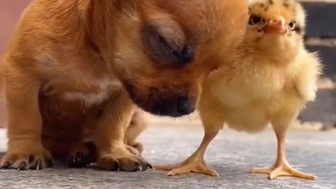 CUTE BABY PUPPY AND BABY CHICKEN