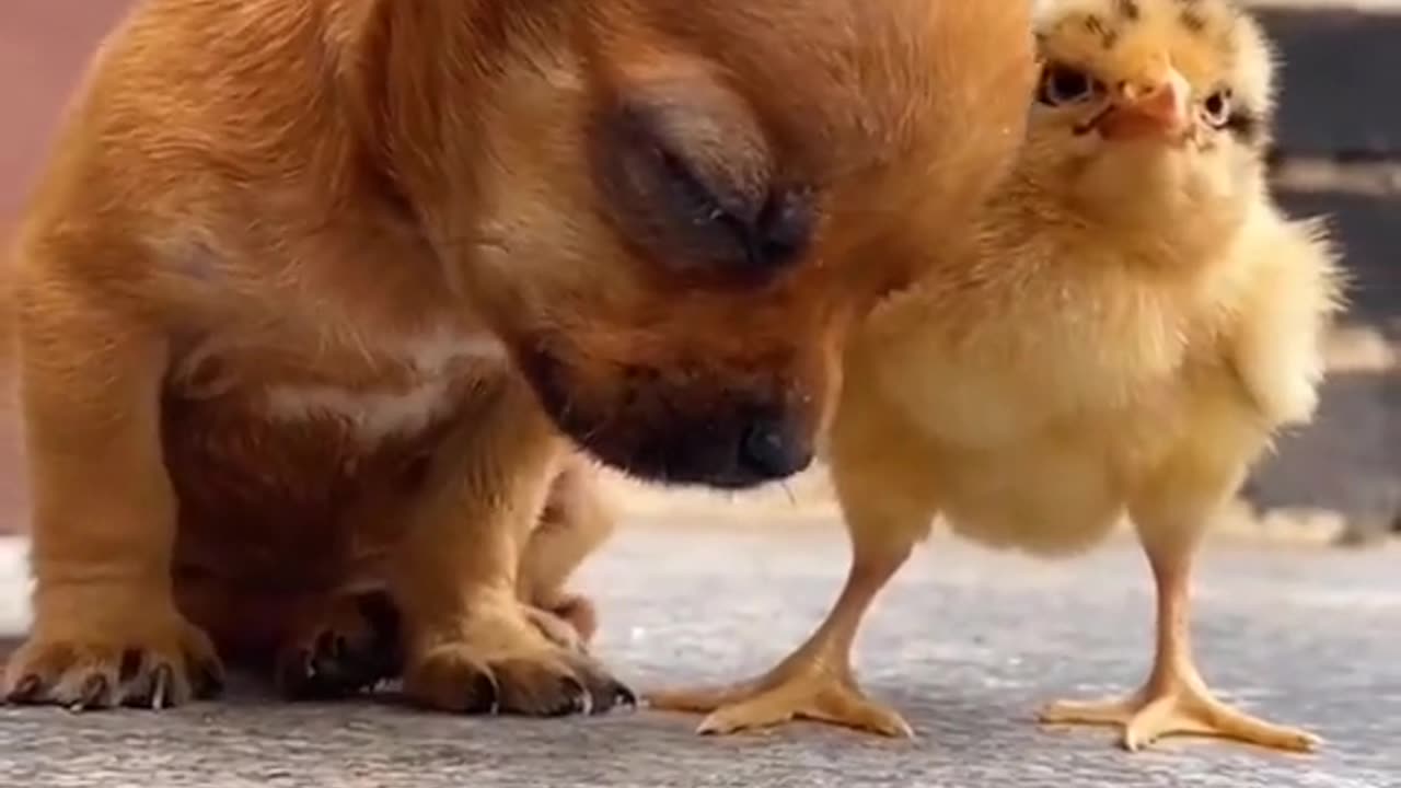 CUTE BABY PUPPY AND BABY CHICKEN