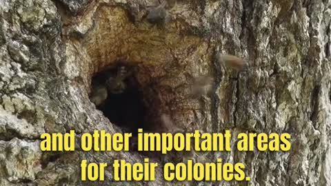 The Amazing World of Honey Bees