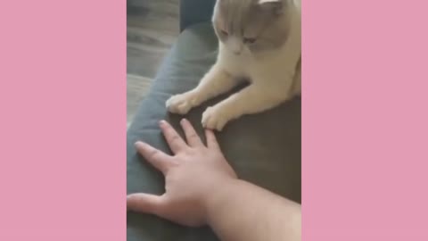 The Best Funny Cat Videos Of The Month!