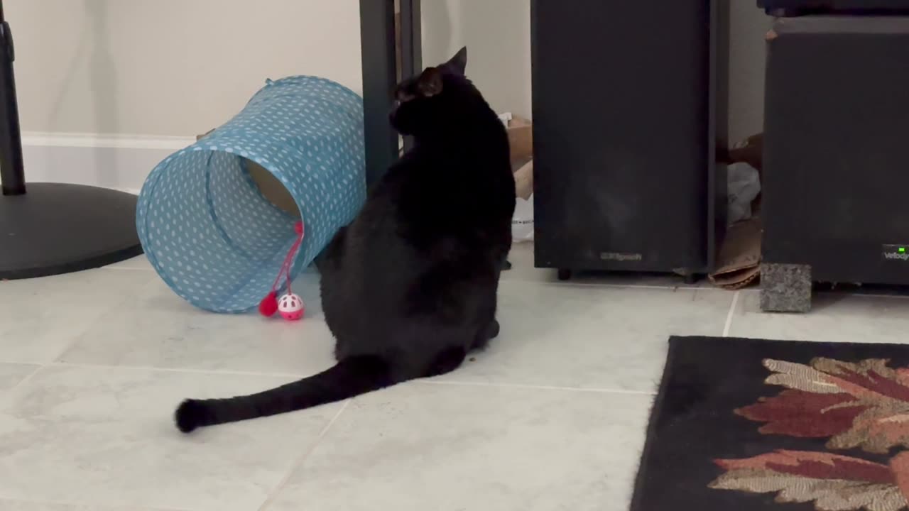 Adopting a Cat from a Shelter Vlog - Cute Precious Piper Surveys Possible Activities