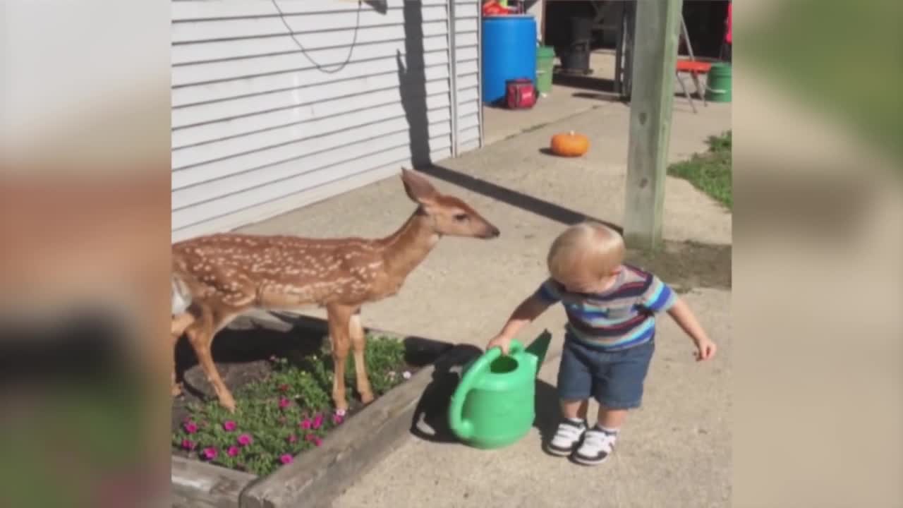 Little Boy Befriends a Baby Deer