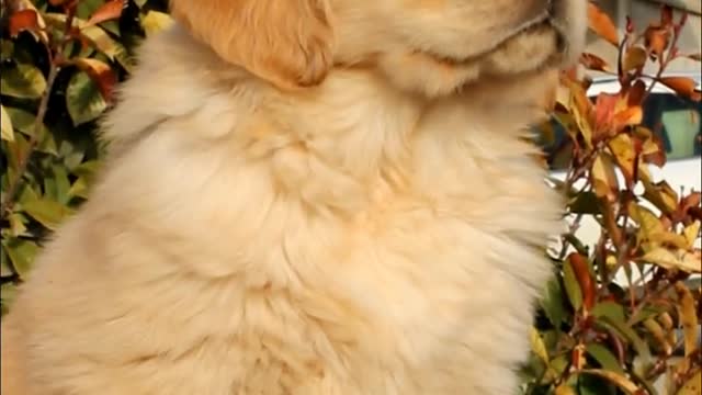 Golden retriever