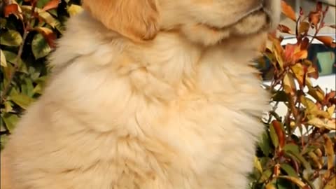 Golden retriever