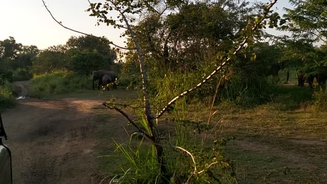 A Herd Of Elephants Encountered In A Safari Ride
