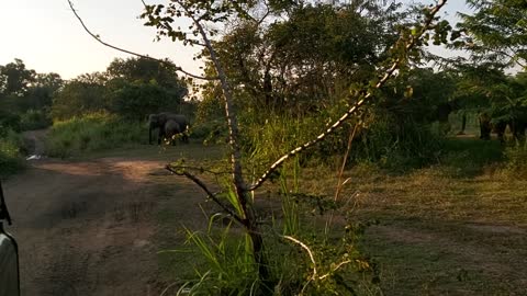 A Herd Of Elephants Encountered In A Safari Ride