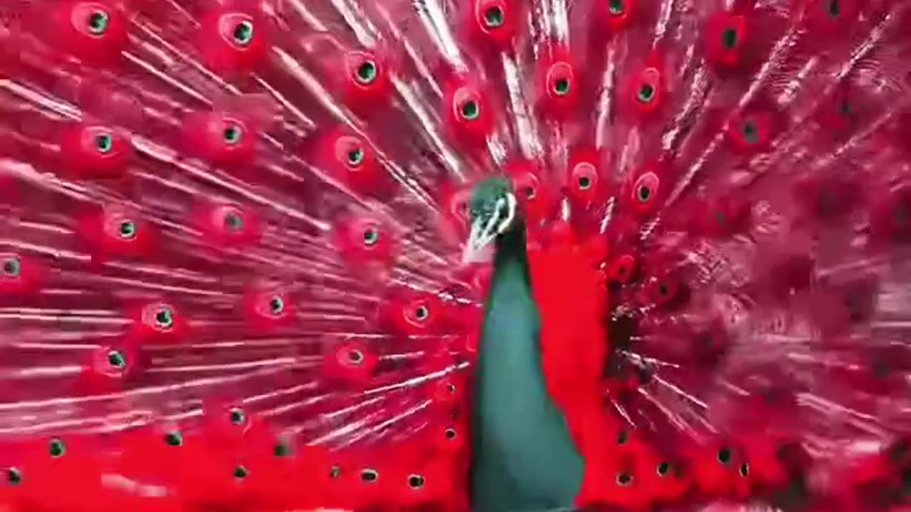 red peacock