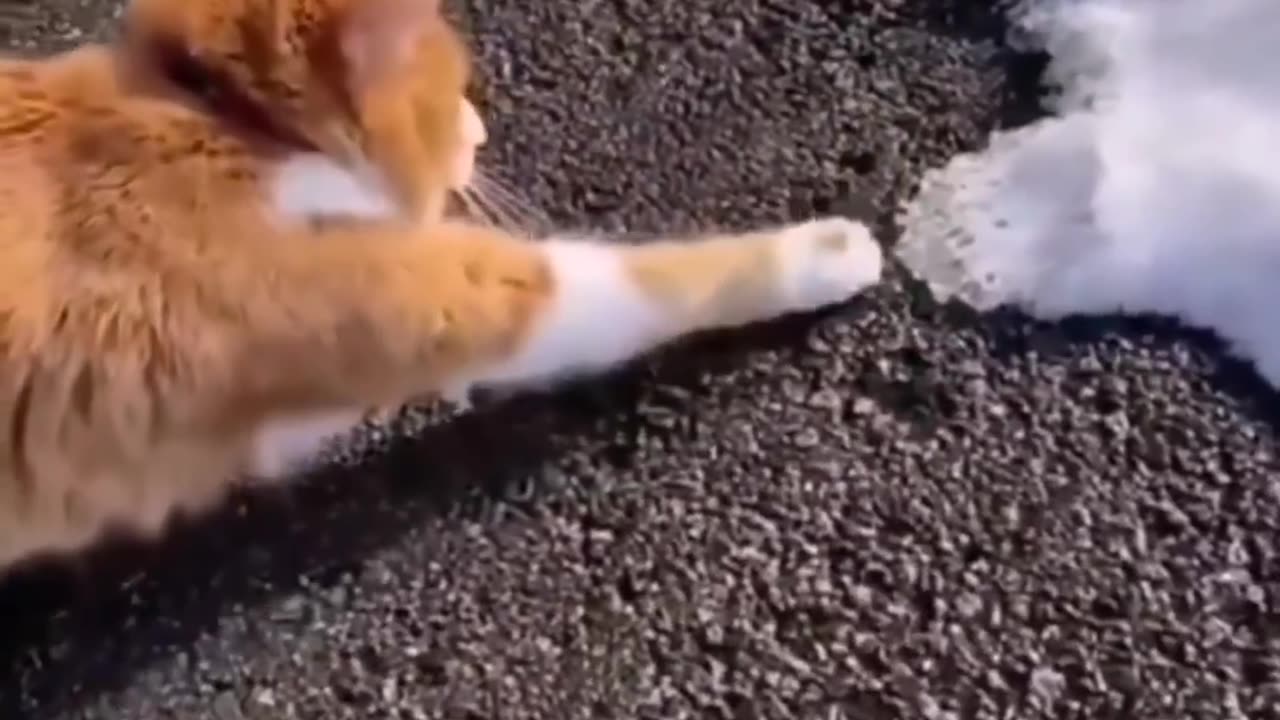 Funny cat is playing with Ice 😂😺😺