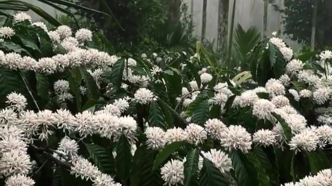 Coffee plants in bloom