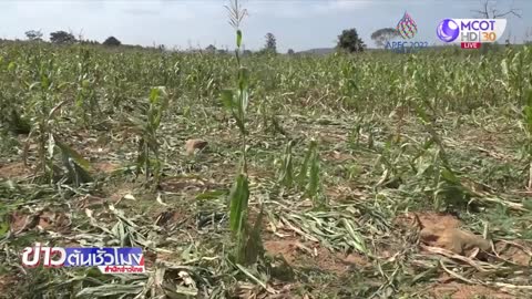 ช้างป่าโขลงใหญ่บุกไร่ข้าวโพด อ.วังน้ำเขียว