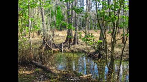 Gator Creek Park