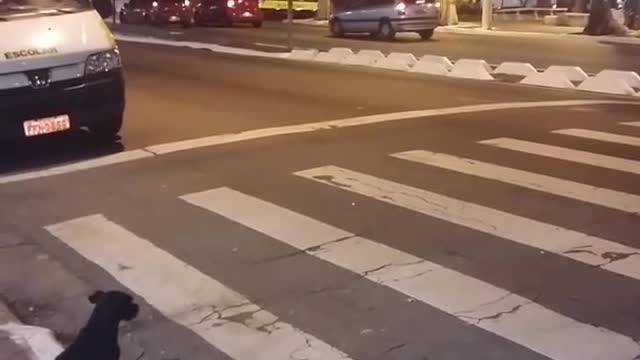 Clever Dog Waits For Green Light To Pass At Crosswalk