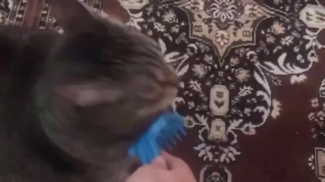 Combing the cat's whiskers