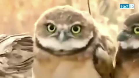 Funniest Cats And Dogs Video 😺 Monkey Dog