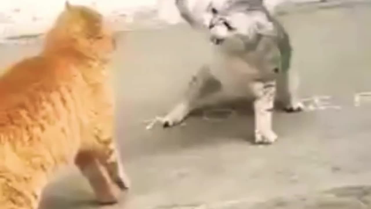#funnycat fight