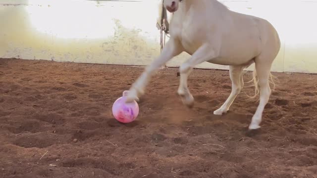 Phoenix the Stallion Plays with Pink Hopper Ball Gift From Fan