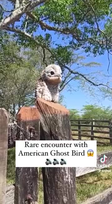 EXCEPTIONAL ENCOUNTER WITH AN AMERICAN GHOST BIRD👻🐚🦉💫