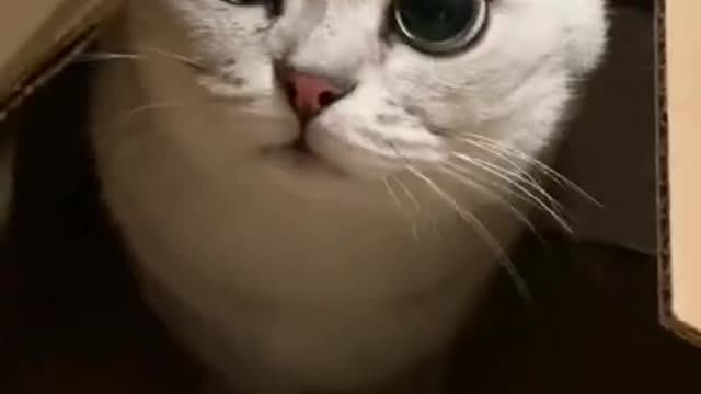 cute cat shorts❤#shorts #cutecat