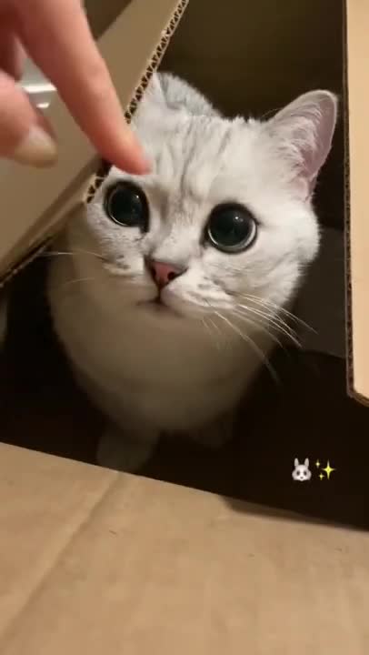 cute cat shorts❤#shorts #cutecat