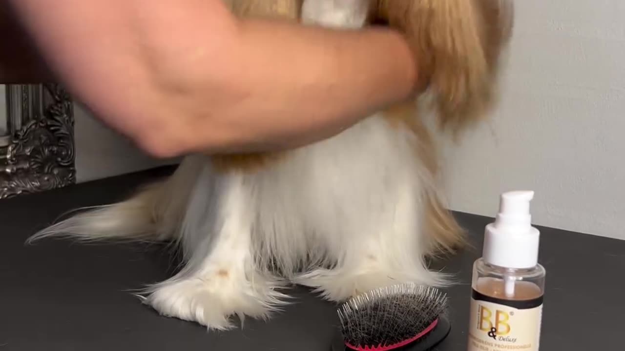 Buy Puppies Washing Shampoo And Brushes