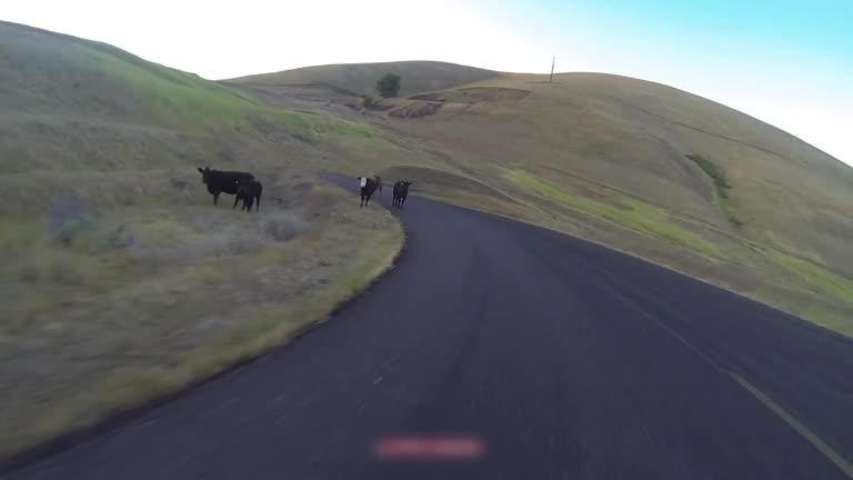 Longboarder & Cows Accident