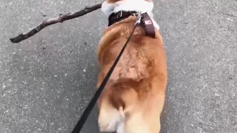 A dog with a wooden root in its mouth